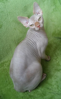 Photo №1. sphynx-katze - for sale in the city of Odessa | 500$ | Announcement № 5077