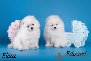 Photo №1. pomeranian - for sale in the city of Москва | negotiated | Announcement № 98804