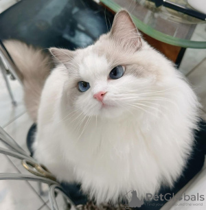 Photo №1. ragdoll - for sale in the city of Tokyo | 400$ | Announcement № 121300