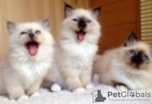 Photo №1. birman - for sale in the city of Ekenäs | Is free | Announcement № 130719