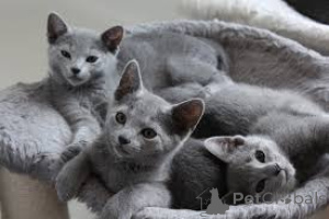 Photo №1. russian blue - for sale in the city of Paris | 516$ | Announcement № 165504
