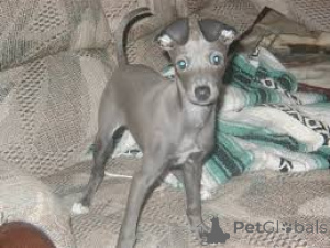 Photo №2 to announcement № 136094 for the sale of italian greyhound - buy in Switzerland 