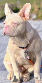 Photo №2 to announcement № 127925 for the sale of french bulldog - buy in Serbia private announcement