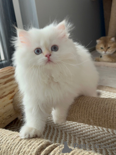 Photo №1. persian cat - for sale in the city of Essenbach | negotiated | Announcement № 165343