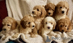 Photo №3. Stunning Small Miniature Goldendoodle Puppies 1(559) 745-5646. United States