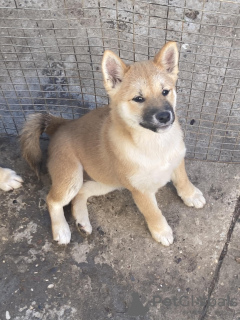 Photo №4. I will sell shiba inu in the city of Subotica. breeder - price - negotiated