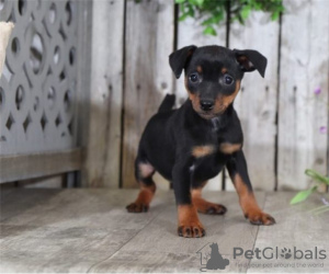 Photo №1. miniature pinscher - for sale in the city of Berlin | Is free | Announcement № 126980