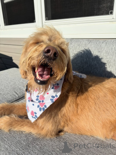 Photo №2 to announcement № 169363 for the sale of labradoodle - buy in Finland private announcement