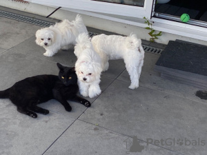Photo №2 to announcement № 131399 for the sale of maltese dog - buy in Switzerland private announcement
