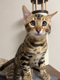 Photo №3. Say hello to Zara elegant, curious, and full of love! A little wild at heart but. United Kingdom