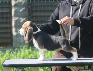 Photo №1. beagle - for sale in the city of Minsk | 665$ | Announcement № 2904