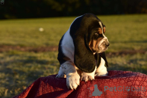 Photo №1. basset hound - for sale in the city of Darien | 480$ | Announcement № 136898