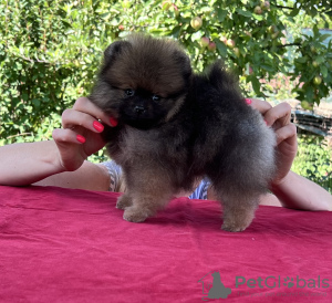 Additional photos: Pomeranian Spitz