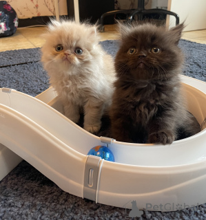 Photo №1. persian cat - for sale in the city of Eš | negotiated | Announcement № 172853