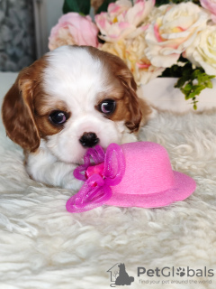 Additional photos: Cavalier King Charles Spaniel puppies for sale