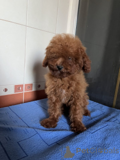 Photo №3. Toy Poodle Boy Teacup. Ukraine