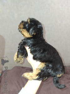 Photo №1. beaver yorkshire terrier, yorkshire terrier - for sale in the city of Tartu | 619$ | Announcement № 162867