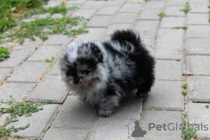 Photo №1. pomeranian - for sale in the city of Sydney | negotiated | Announcement № 167120