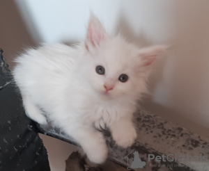 Additional photos: Sale of kittens, cats, Maine Coon cat