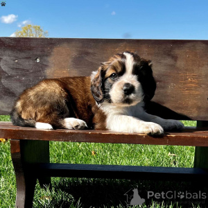 Photo №1. st. bernard - for sale in the city of Birgu | 367$ | Announcement № 137449