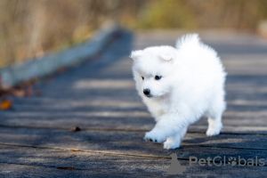 Photo №3. Japanese Spitz. Estonia