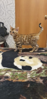 Photo №1. bengal cat - for sale in the city of Усть-Абакан | negotiated | Announcement № 6675