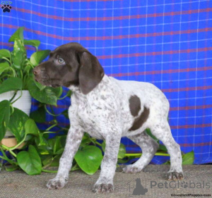 Photo №4. I will sell german shorthaired pointer in the city of Aleksandria pierwsza.  - price - 403$