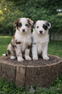 Photo №1. border collie - for sale in the city of Akrotiri | negotiated | Announcement № 169053