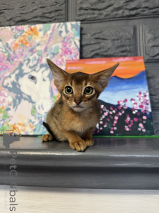 Photo №2 to announcement № 158583 for the sale of abyssinian cat - buy in Belarus private announcement, from nursery, breeder