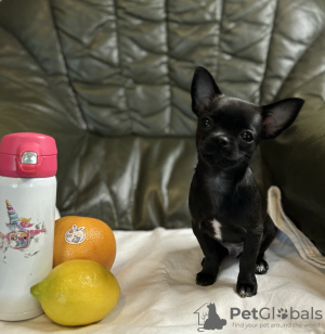 Photo №2 to announcement № 103805 for the sale of chihuahua - buy in Poland breeder