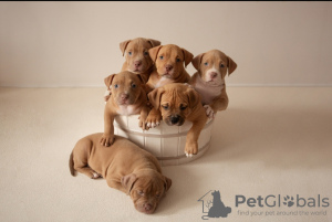 Photo №3. Elite American Bully puppies. Russian Federation
