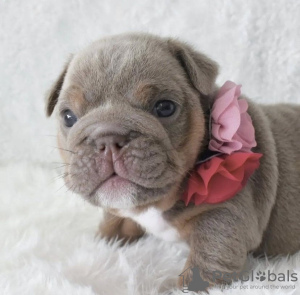 Photo №2 to announcement № 98514 for the sale of english bulldog - buy in Germany private announcement, from nursery, from the shelter, breeder