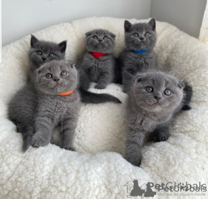Photo №1. scottish fold - for sale in the city of Stockholm | negotiated | Announcement № 157069