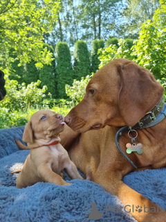 Photo №2 to announcement № 54520 for the sale of vizsla - buy in Latvia private announcement