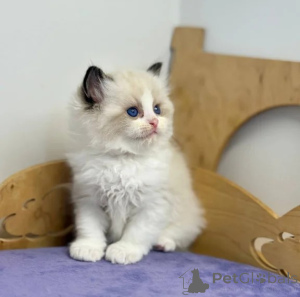 Photo №1. ragdoll - for sale in the city of Goslar | 361$ | Announcement № 176687