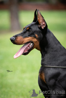 Additional photos: Doberman puppies