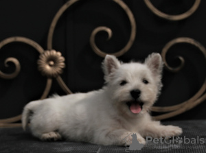 Additional photos: west highland white terrier puppy female