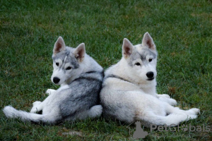 Photo №3. Siberian husky puppies. Serbia