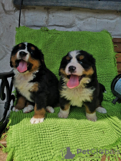 Photo №1. non-pedigree dogs - for sale in the city of Bamberg | Is free | Announcement № 118055