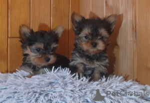 Photo №2 to announcement № 93022 for the sale of yorkshire terrier - buy in Sweden private announcement