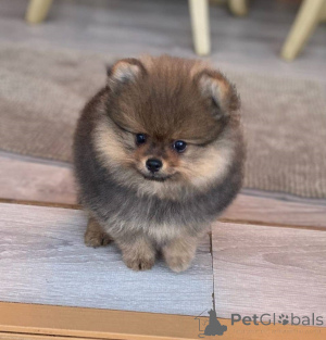 Photo №1. non-pedigree dogs - for sale in the city of Paris | 196$ | Announcement № 162754