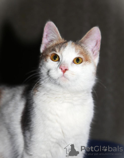 Photo №2 to announcement № 133456 for the sale of  - buy in Russian Federation 