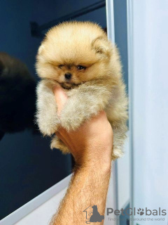 Photo №1. pomeranian - for sale in the city of Нови Сад | negotiated | Announcement № 79262