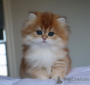 Photo №2 to announcement № 87576 for the sale of persian cat - buy in United States private announcement