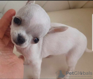 Additional photos: Princess Mini Chihuahuas