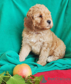 Photo №3. Australian Labradoodle puppies. Montenegro