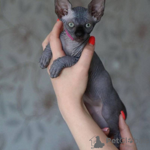 Photo №1. sphynx cat - for sale in the city of Berlin | 941$ | Announcement № 132693