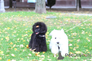 Additional photos: Toy poodle