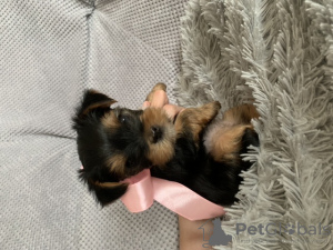 Photo №4. I will sell yorkshire terrier in the city of Novokuznetsk. private announcement - price - 136$