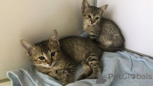 Photo №3. Ägyptische Mau-Tabby-Kätzchen zur Adoption. Germany